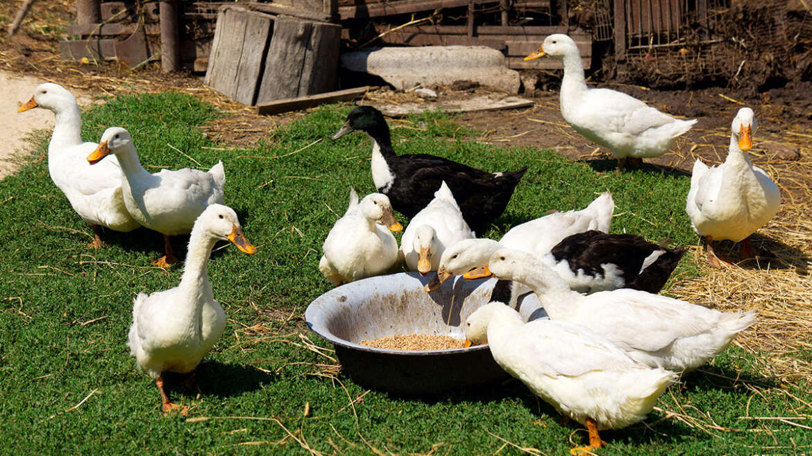 Raising Ducks: An Investment in Nature
