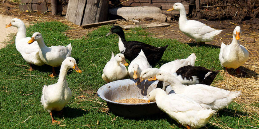Raising Ducks: An Investment in Nature