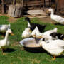 Raising Ducks: An Investment in Nature